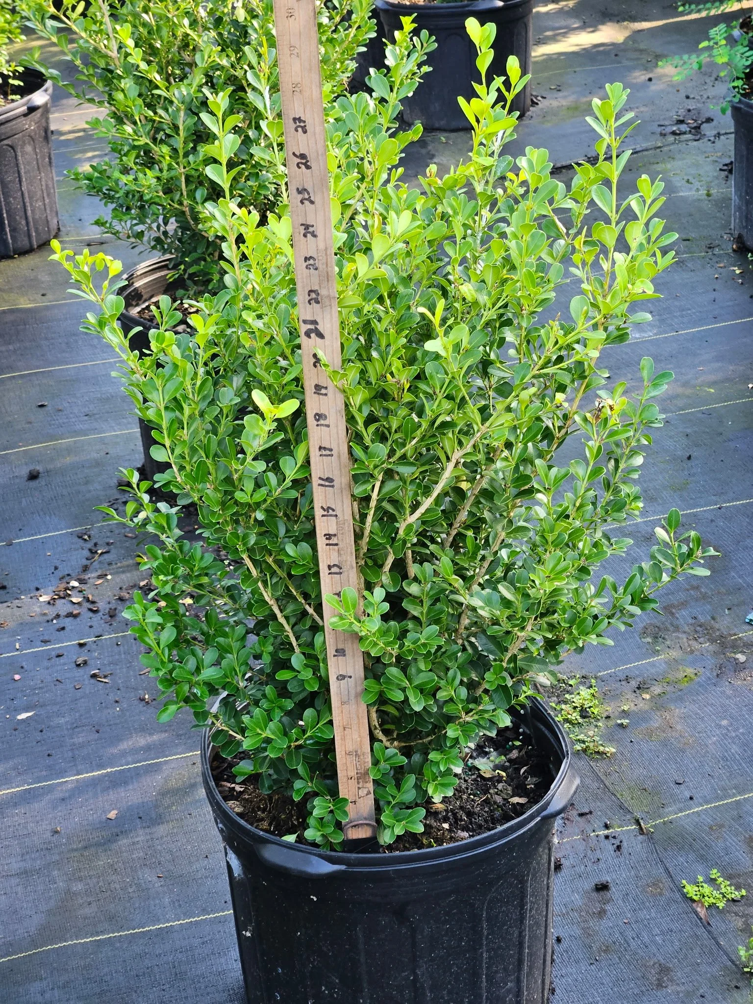 Boxwood 'Japanese' — Bayou State Plant Co.
